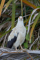 Palm-nut vulture (Gypohierax angolensis)