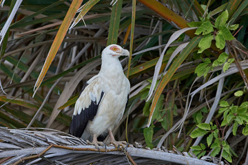 Palm-nut vulture (Gypohierax angolensis)
