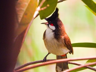 Red whiskered bulbul is in the garden.