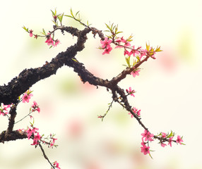 pink blossoms