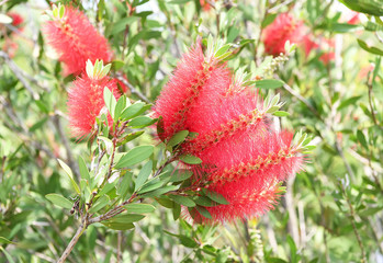 Callistemon rigidus plant with green and red leaves citrius