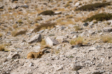 Himalayan marmot (Marmota himalayana) sunbathing on ground in alpine grasslands