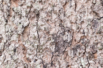 Pine tree bark background