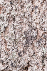 Pine tree bark background