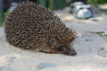 Cute hedgehog on the sea beach sand