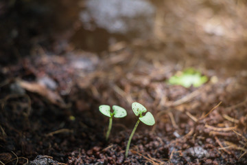 Young and small plants are growing on ground.