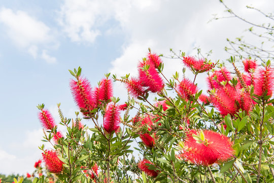 Callistemon rigidus plant with green and red leaves citrius