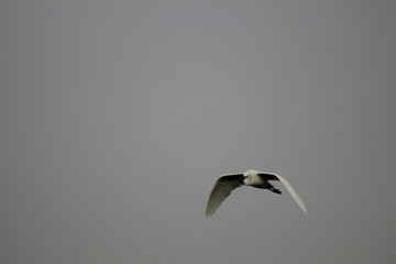 White Egret flying in the sky