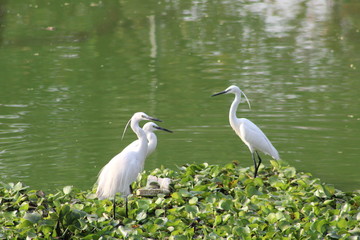 Egrets sitting by the lake 