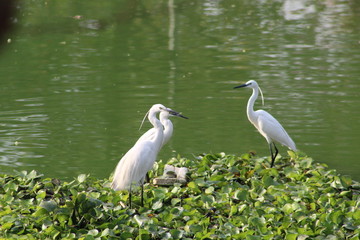 Egrets sitting by the lake 