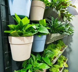 Devils ivy decorated on wall