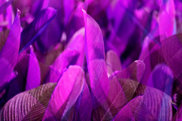 Photo background of bright purple exotic leaves