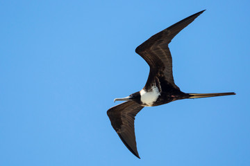 Wild frigatebird outside of Fort Jefferson in Dry Tortugas National Park (Florida).
