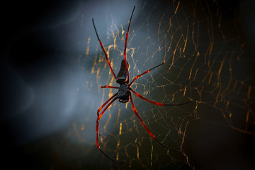 Close-up of spiders catching their web in the forest