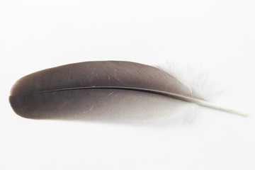 Black feather of bird on white background. real feather plume from nature.