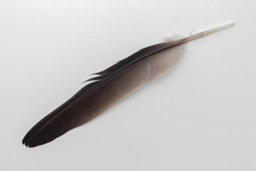 Black feather of bird on white background. real feather plume from nature.