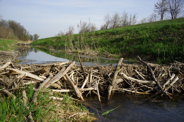 beaver dam in a riverside forest, castor fiber
