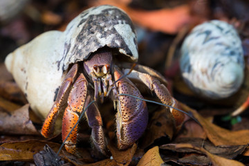 A wild hermit crab in the leaves outside of Fort Jefferson in Dry Tortugas National Park (Florida).