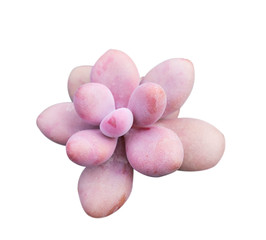 Miniature succulent plants isolated