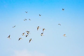 Flocks of birds flying in the sky.