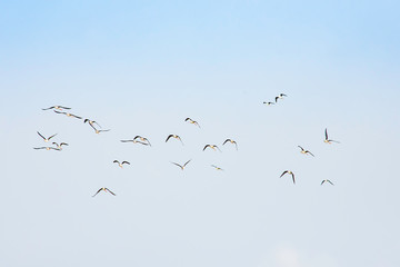 Flocks of birds flying in the sky.