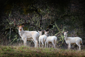 Group of White Deer