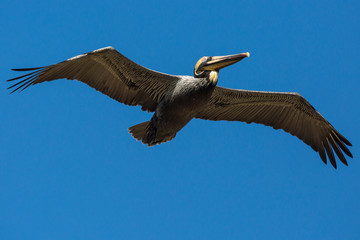 Wild Brown Pelican outside of Fort Jefferson during the day in Dry Tortugas National Park
