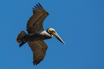 Wild Brown Pelican outside of Fort Jefferson during the day in Dry Tortugas National Park