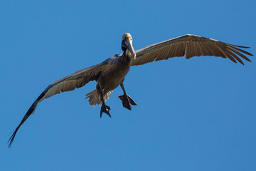 Wild Brown Pelican outside of Fort Jefferson during the day in Dry Tortugas National Park