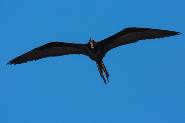 A wild magnificent frigatebird flying outside of Fort Jefferson in Dry Tortugas National Park (Florida).