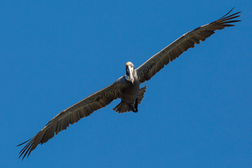 Fototapeta na wymiar Wild Brown Pelican outside of Fort Jefferson during the day in Dry Tortugas National Park
