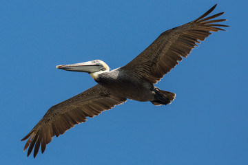 Wild Brown Pelican outside of Fort Jefferson during the day in Dry Tortugas National Park