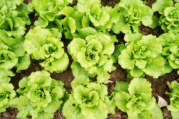lettuce plant in field