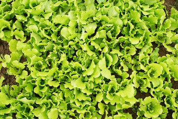 lettuce plant in field