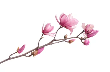 Fotobehang Roze magnolia bloemen geïsoleerd op een witte achtergrond © xiaoliangge