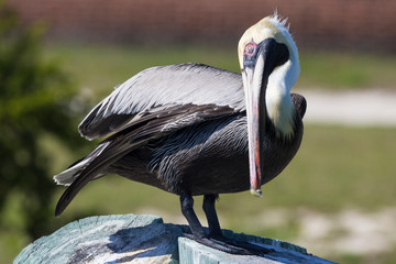 Wild Brown Pelican outside of Fort Jefferson during the day in Dry Tortugas National Park