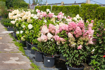 Little girl walking in a sunny park
