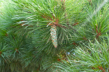 New green pine cone