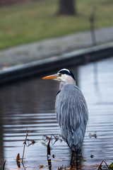 Heron in lake