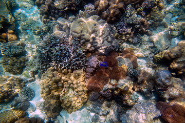 beautiful view of coral in undersea world