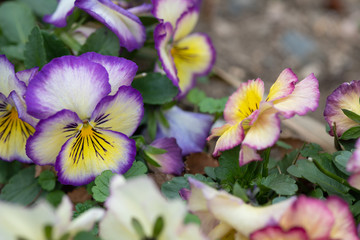 黄色と紫のパンジーの花