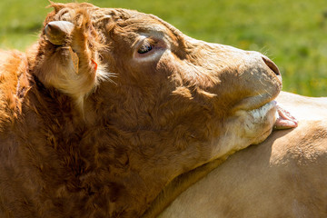 A young bull licks the back of a cow from Aubrac.