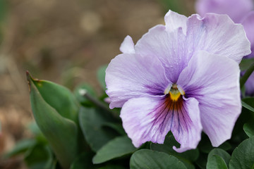 紫色のパンジーの花