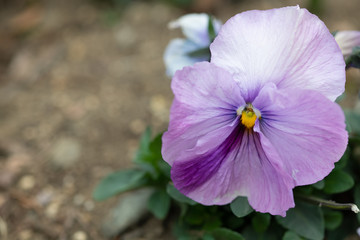 紫色のパンジーの花