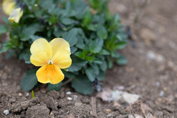 黄色いパンジーの花