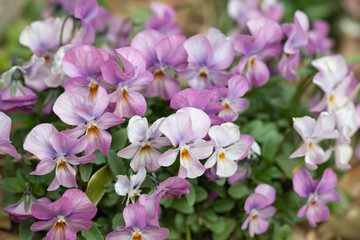 紫色のビオラの花