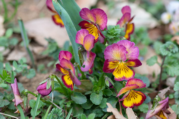黄色と紫のパンジーの花