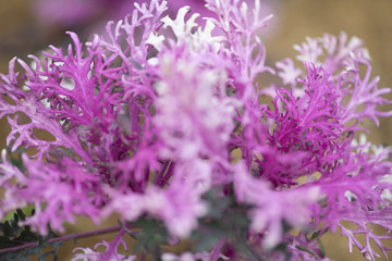 紫色の葉牡丹