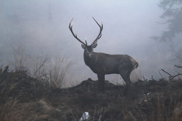 beautiful red deer buck in the wilderness of Carpathian mountains