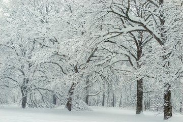 City park with a path covered by snow, forest after a snowfall, beautiful landscape